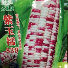 とうもろこし　種　紫玉糯839 25粒 モコモコとうもろこし