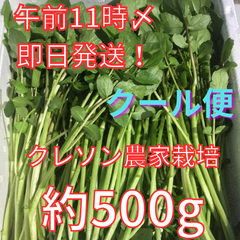 【クール便】【即日発送※土日祝休】農家が育てたクレソン約500ｇ【減農薬・減化学肥料栽培】