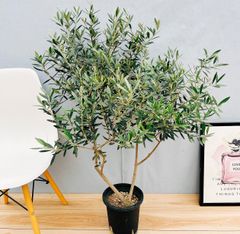 ［現品］☆おすすめ☆  21番　創樹　オリーブ　ピクアル　7号　観葉植物　屋外　souju 珍しい　かわいい　おしゃれ