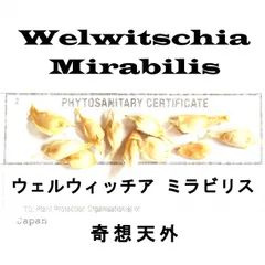 10月入荷 1粒 ウェルウィッチア ミラビリス 奇想天外  種子 種 証明書ありのサムネイル