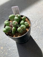 コノフィツム　ウビフォルメ　クラルム　多肉　多肉植物