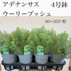 アデナンサスアーリーブッシュ　苗・苗木　4号鉢　★ポット発送！　★シルバーがかった柔らかな葉が素敵！　　オージープランツ　　フラワーアレンジ