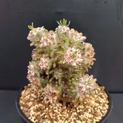 レア実生！　写真2-5枚目　チレコドン　ポドレイアエ　多肉植物　塊根植物　実生 レア実生！ 写真2-5枚目 チレコドン ポドレイアエ 多肉植物 塊根