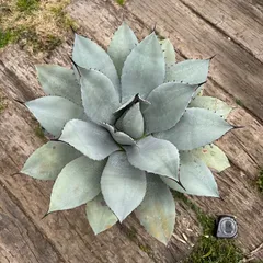 2025年最新】アガベ パリー 大株の人気アイテム - メルカリ