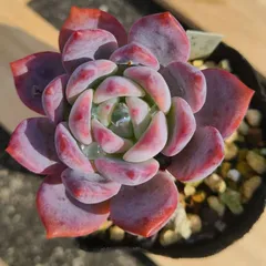 マイコレ デカベリア miso苗✡️ラウリンゼ×ロメオ✡️多肉 秘蔵っ子