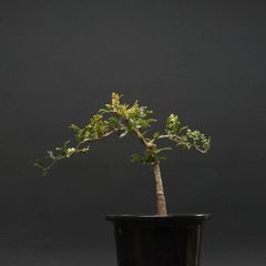 "Operculicarya pachypus" オペルクリカリア パキプス 管理2151