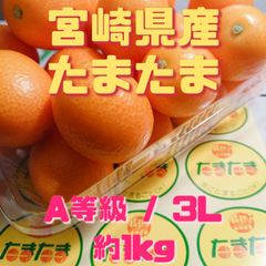 福岡県産 干し柿 採銅所 【 あま干し柿 】秀品 2L 1連 (8玉) - メルカリ