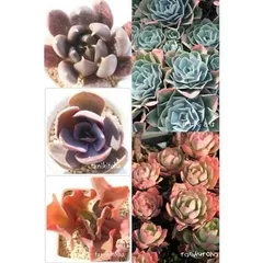 エケベリアセット5種 アソート 多肉植物のセット 根付苗