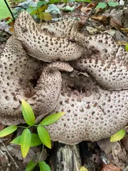 2026年最新】天然香茸の人気アイテム - メルカリ