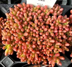 多粒ばらまき　虹の玉　多肉植物