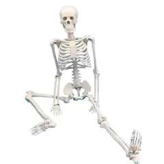 ☠️ガイコツ　医学教本　人体の骨格 ☠️ガイコツ医学教本人体の骨格