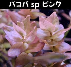 バコパ sp ピンク  2本 水中葉  送料無料