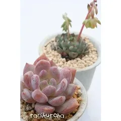 ラウリンゼ エケベリア 2寸ポット 弁慶草科 多肉植物 苗