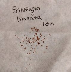 【種子100粒】シンニンギア・リネアータ 種子100粒 Sinningia lineata