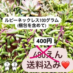 〜多肉植物カット苗〜ルビーネックレス100gパック (多肉弁当)