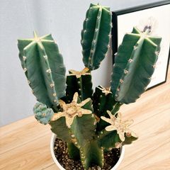 ［現品］7番　柱サボテン　鬼面角 ブランチ　8号　観葉植物　室内　おしゃれ 57ec67b78b449a1154a3ec3ec44df8
