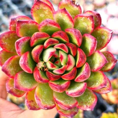 珍し交配miso苗✡️(アルル×ピンウィール)×プリドニス✡️ミソップさん 多肉 珍し交配miso苗✡️(アルル×ピンウィール)×プリドニス✡️ミソップさん