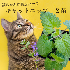 ネペタ　キャットニップ　２苗（3号）イヌハッカ 　西洋マタタビ　猫が好む香りを持つハーブ　ネペタ　ハーブ
