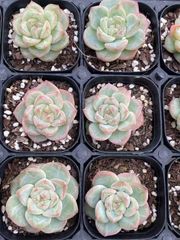 抜き苗 カイヨウノホシ MY66×40株 ふっくら 多肉植物 エケベリア サボテン 韓国苗 新入荷