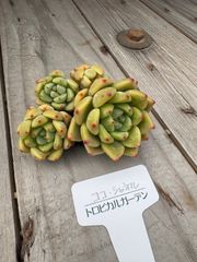 ココシャネル群生　エケベリア　トロピカルガーデン　多肉植物