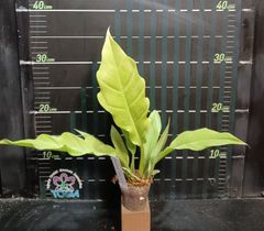 Philodendron 'Golden Crocodile'