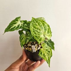 《シンゴニウム バーティック》Syngonium Batik 観葉植物 斑入り ポット発送