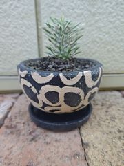 ☆☆ユーフォルビア☆蘇鉄麒麟錦☆現品☆