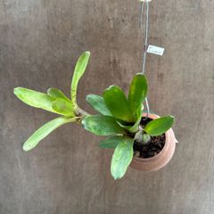 【 パルムポット 】ネオレゲリア ハイブリッド ④  現品 交配種 交配 Neoregelia hybrid 交配種 交配 現品 観葉植物 観葉 植物 珍奇植物 珍奇 珍しい レア 希少 タンクブロメリア ブロメリア アナナス ハンギング 吊るす  インテリア