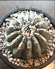 ユッカ ロストラータ 幹曲がり 大株 - メルカリ