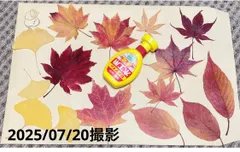 紅葉　もみじ　さくら　イチョウ　　落ち葉　工作　押し花　mix  30枚セット