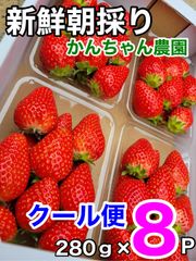 《8P入》【クール】愛媛県産新鮮朝採りいちご