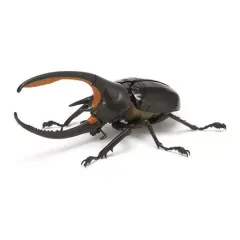 2025年最新】ネプチューンオオカブトの人気アイテム - メルカリ