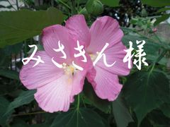 みさきん様　専用ページ