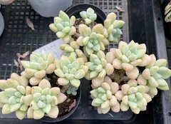 2025年最新】多肉植物 韓国苗 セットの人気アイテム - メルカリ