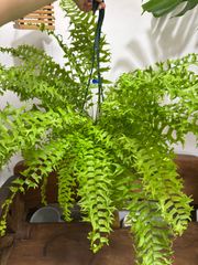 フィッシュテールファーン　５号　ネフロレピス　シダ　オシャレ　涼しい　観葉植物　インテリア　グリーン