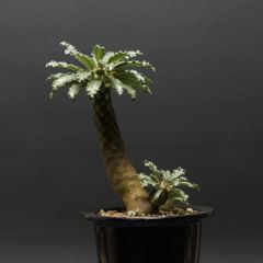 "Dorstenia lavrani" ドルステニア ラブラニー 管理2258