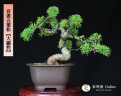 吾妻五葉松【大巓性】ダイテンショウ 実生 小品盆栽【泰寿園 Online】現品 一点物 盆栽 松柏 室内 鑑賞 趣味 卓上盆栽 盆栽鉢 グリーン 和 ギフト プレゼント 贈答品 ミニ盆栽 誕生日 母の日 父の日 敬老の日 記念日 お祝い 50