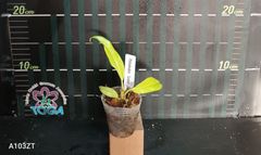 Philodendron 'Golden Crocodile'