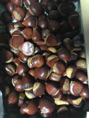 秋田県産　生栗　(1粒20g以下)   約1kg