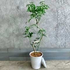 jAYm528xvgNg2r6eVvppnC.jpg@jpg