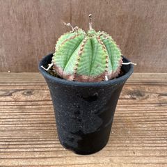 ユーフォルビア　ムルチクラバ　接ぎおろし　希少　サボテン　多肉植物　塊根植物 ユーフォルビア ムルチクラバ 接ぎおろし 希少 サボテン 多肉