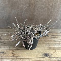 ユーフォルビア プラティクラダ ⑥ 現品 Euphorbia platyclada ユーホルビア ゾンビプランツ ゾンビプラント 観葉植物 観葉 植物 珍奇植物 珍奇 珍しい レア 希少 多肉植物 多肉 カクタス インテリア プレゼント おうち時間 グリーン