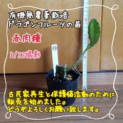 【ぐんぐん育ってます♪】無農薬栽培 ドラゴンフルーツ(赤)の苗⑩