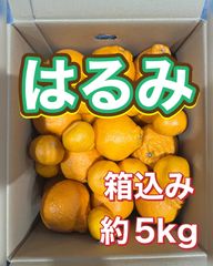 北海道沖縄追加料金無し　九州産はるみみかん　箱込み約5kg