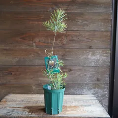 ヘアピンバンクシア　引き取りのみ ヘアピンバンクシア 引き取りのみ バンクシア：ヘアピン