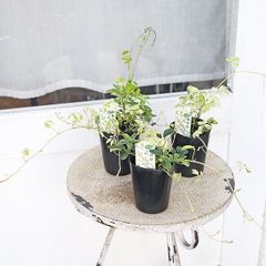 草花苗 斑入り アケビ 2.5号 おしゃれ つる性 斑入り 耐寒性 カラーリーフ