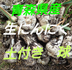予約商品　産地直送　ご家庭用　生にんにく玉　土付き　２きろ　青森県産にんにく　福地ホワイト　６月中旬頃からの発送
