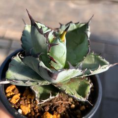 現品】アガベ チタノタ ブラック＆ブルー Black＆Blue 4号 A - メルカリ