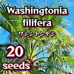 【種】20粒　Washingtonia filifera　ワシントニア　フィリフェラ　ワシントンヤシ