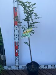 強い山椒苗 /スーパー朝倉山椒5号接木苗・強健台木